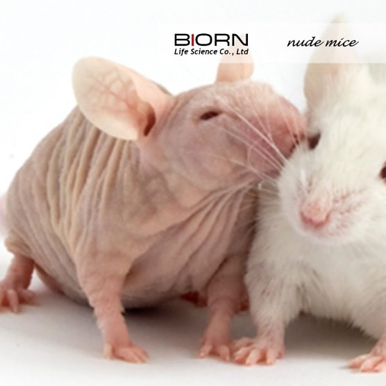 裸小鼠移植瘤、普通小鼠荷瘤、癌转移动物模型
