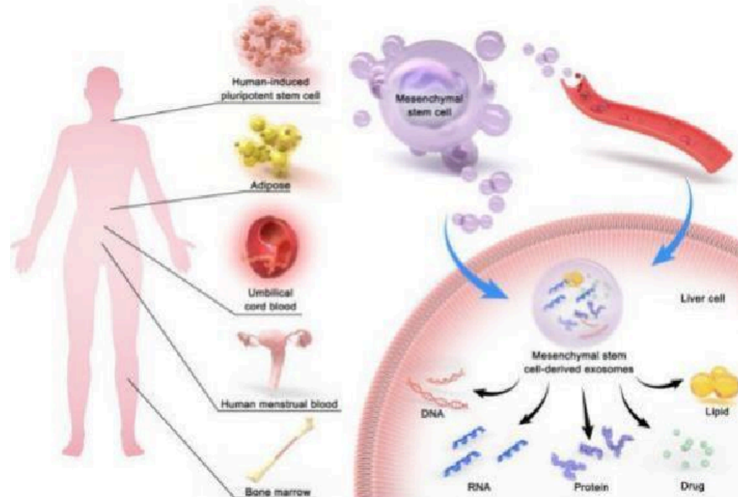  组织损伤修复——修复肝脏疾病